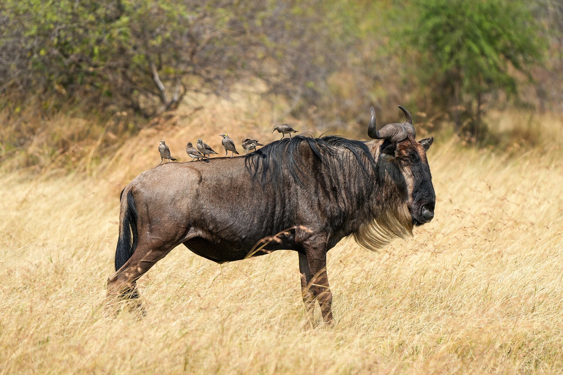 Read more about the article The Great Migration: A Front-Row Seat to Nature’s Greatest Show