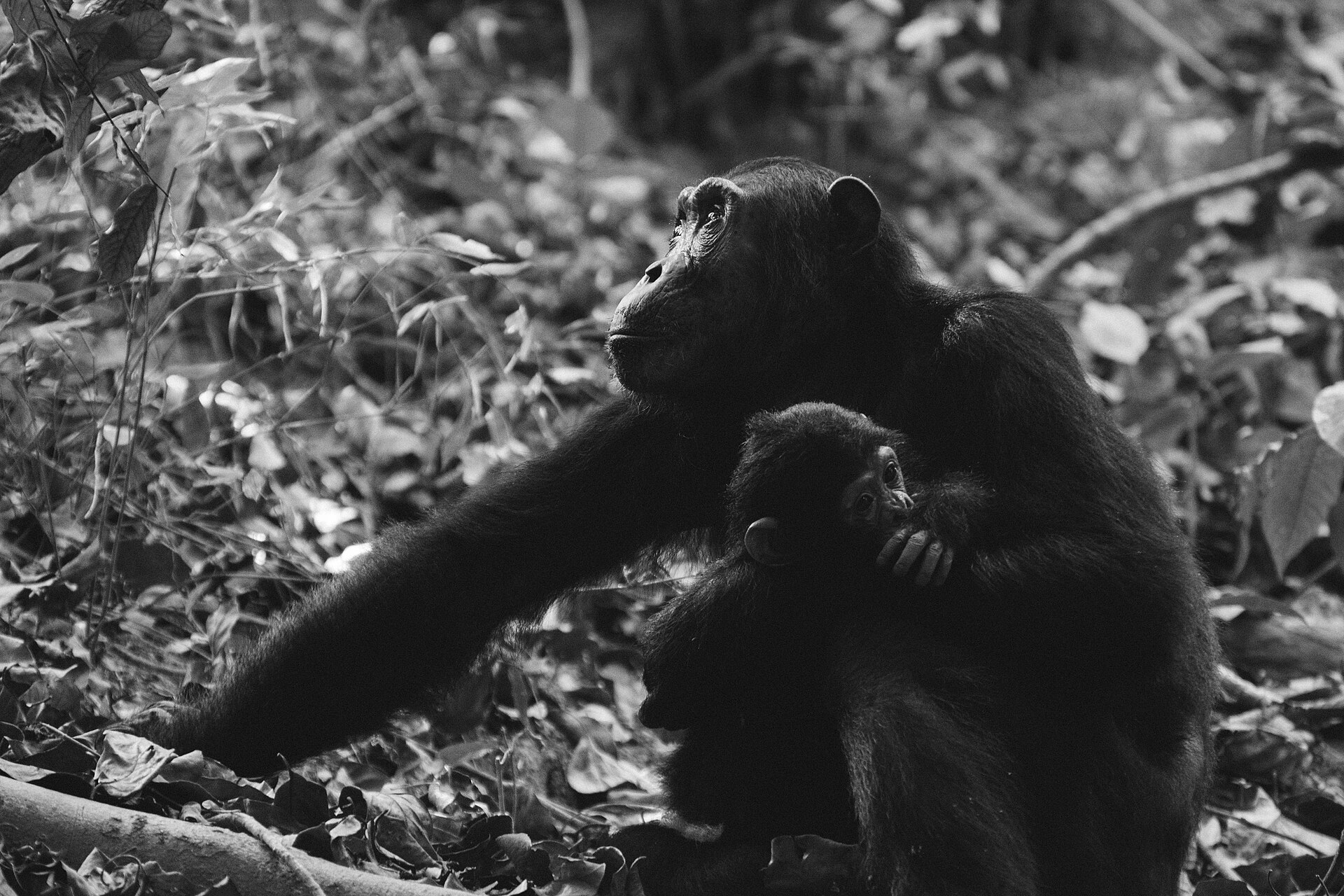 Read more about the article Beyond the Big Five: Tracking Chimpanzees in Mahale