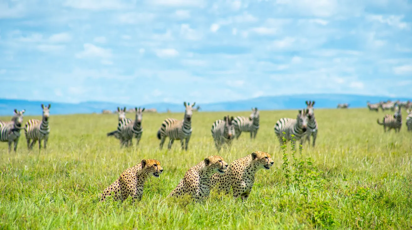 Read more about the article Why the 2026 Serengeti Migration Is Unmissable