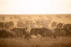 Tanzania safari itinerary 10 days